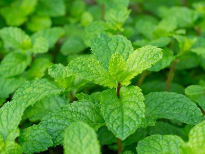 Peppermint whole leaves
